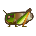 Migratory locust