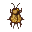 Cricket
